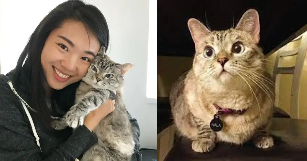 Meet Nala Cat the Instagram star with a ton of fo - tymoff